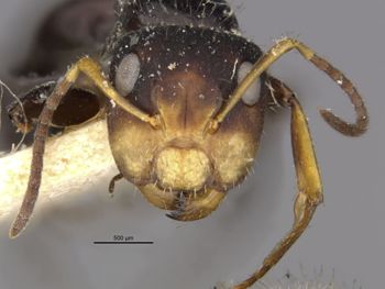Media type: image;   Entomology 21596 Aspect: head frontal view